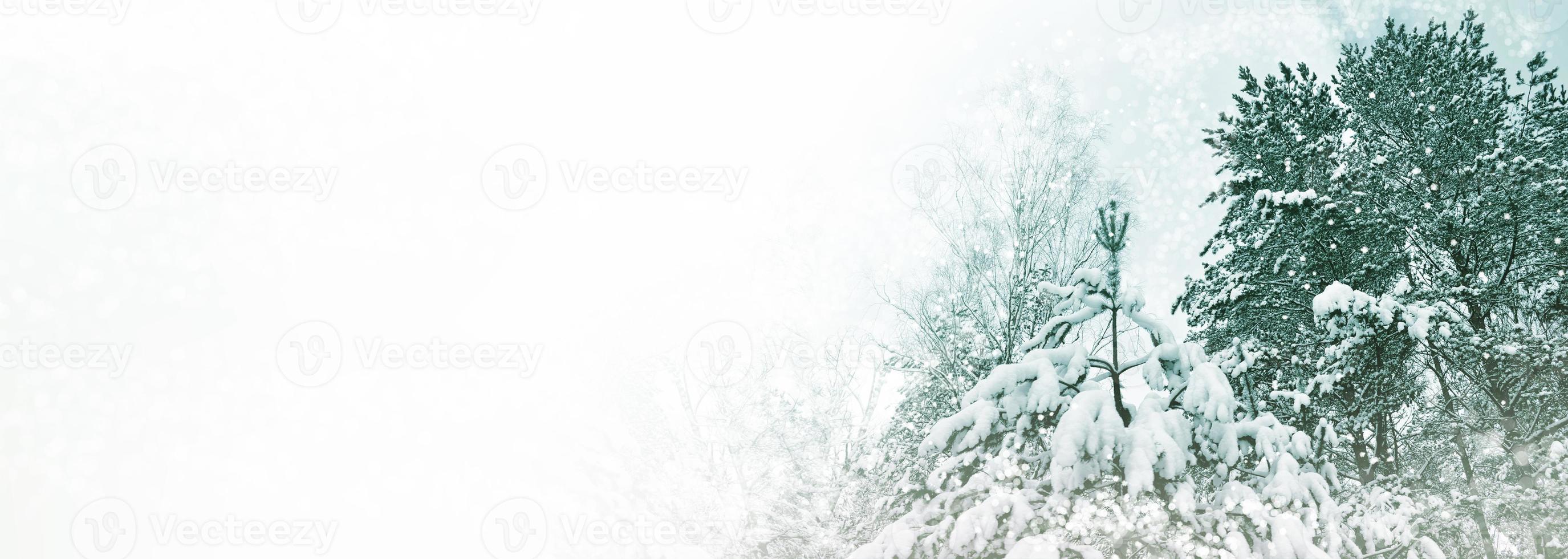 floresta de inverno congelado com árvores cobertas de neve. foto