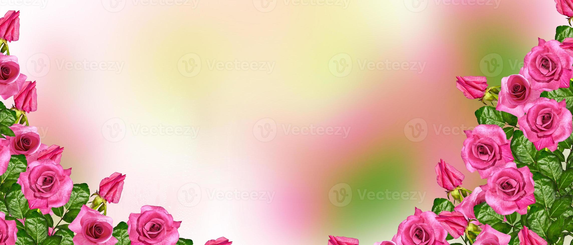 os botões de flores rosas. foto