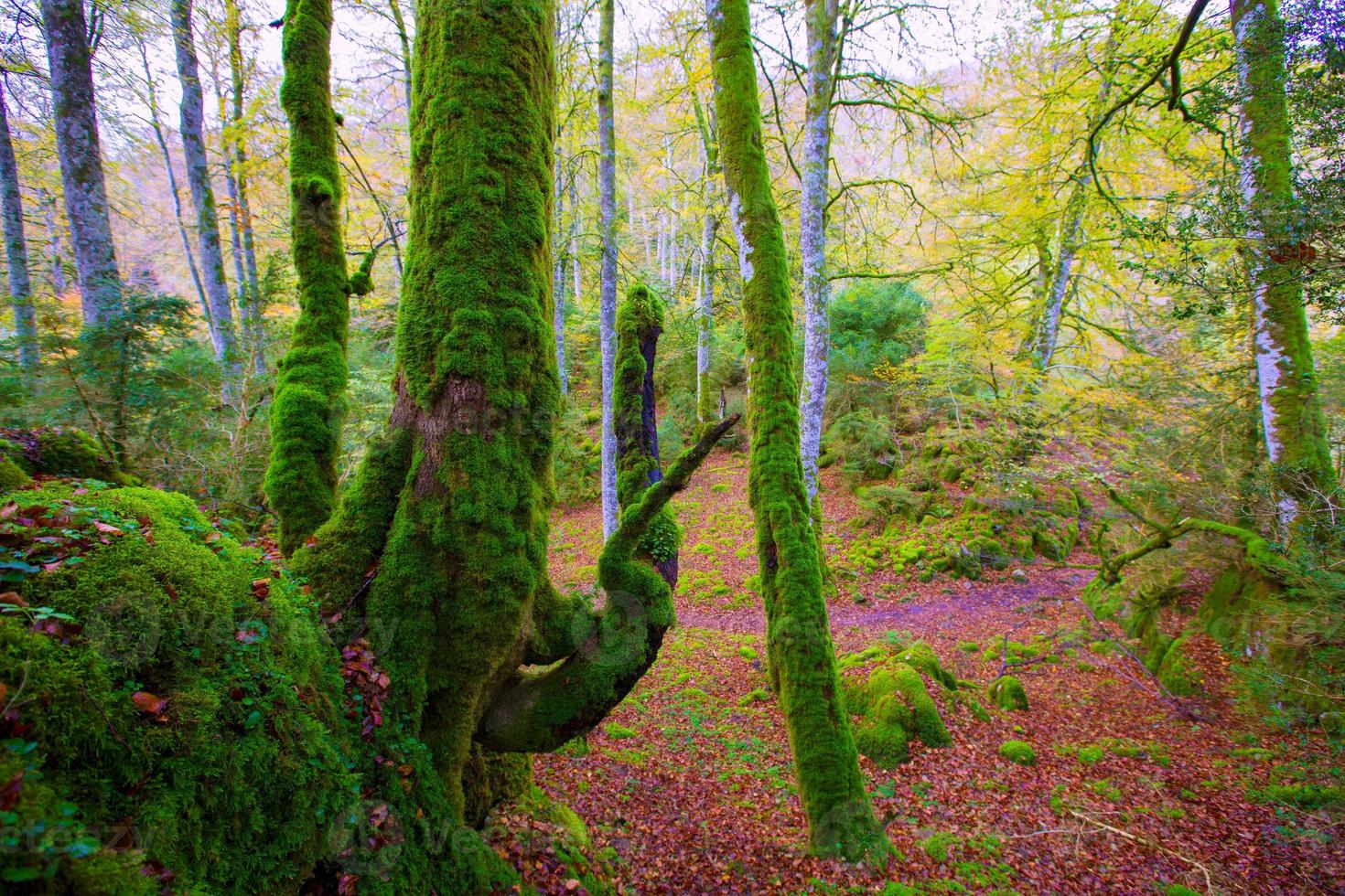 selva de faia selva de irati outono em navarra pyrenees espanha foto