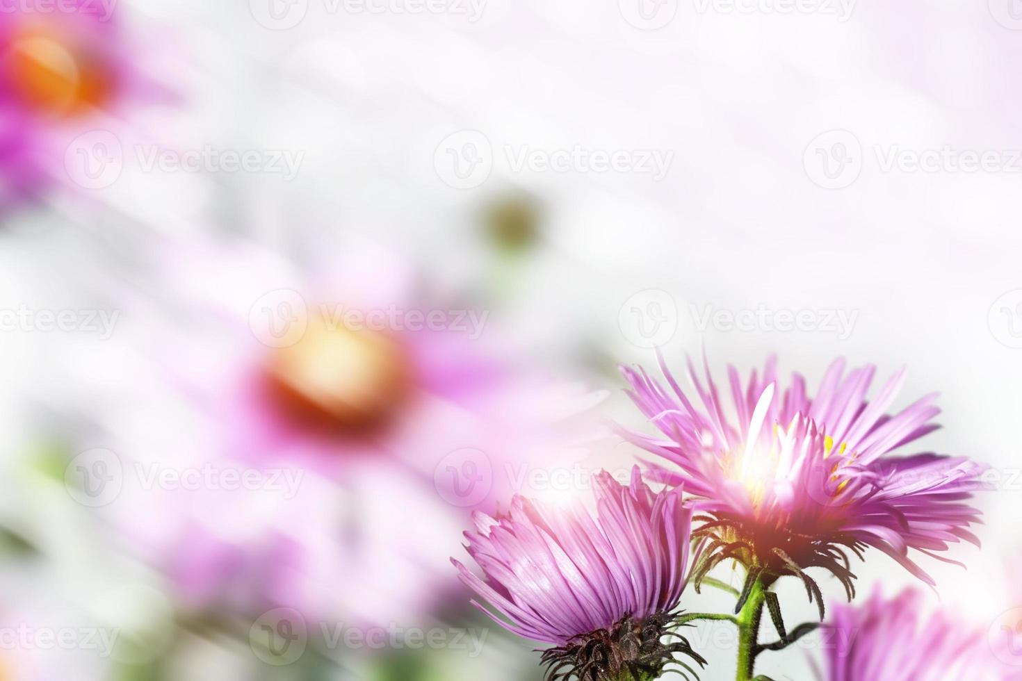 ásteres de flores de outono. paisagem. foto