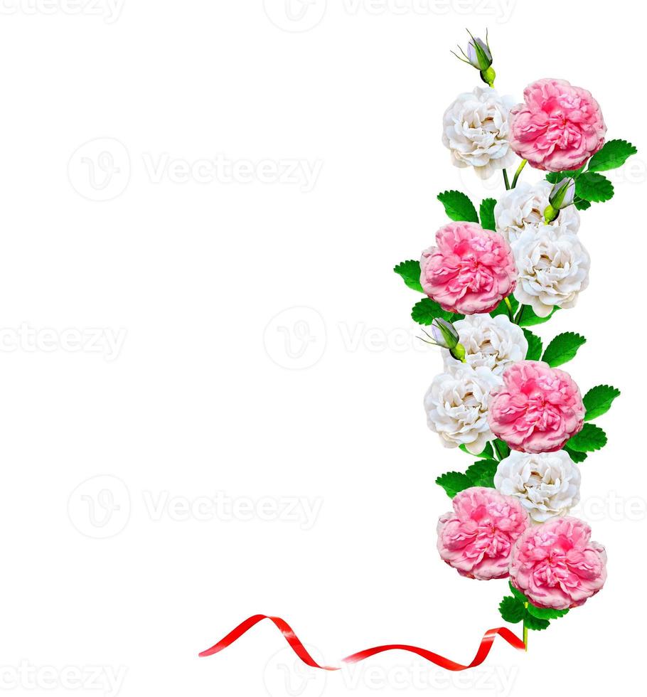 flores de rosas de cachorro em um fundo branco foto