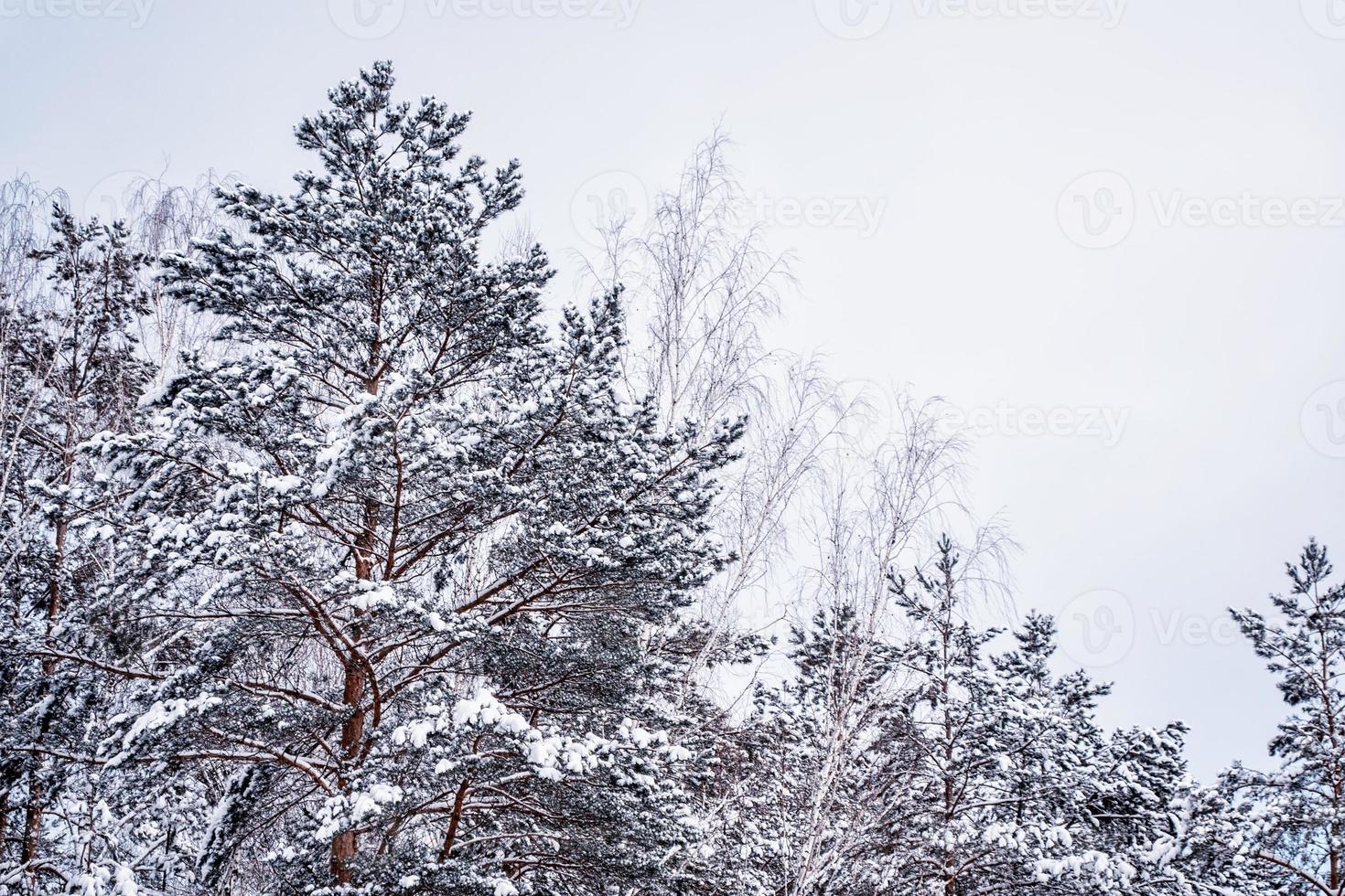 floresta de inverno congelado com árvores cobertas de neve. foto