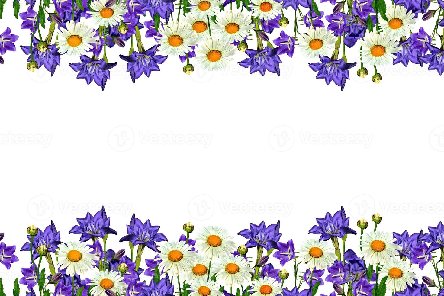 flores de margarida de campo e sinos isolados no fundo branco foto