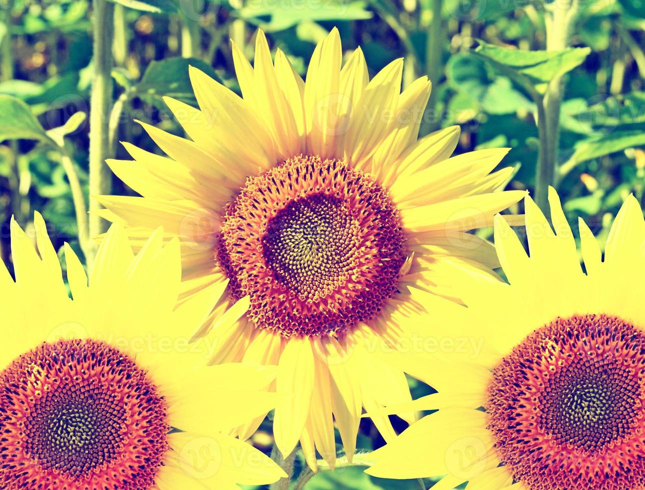 lindo campo de girassol no verão. flores amarelas foto