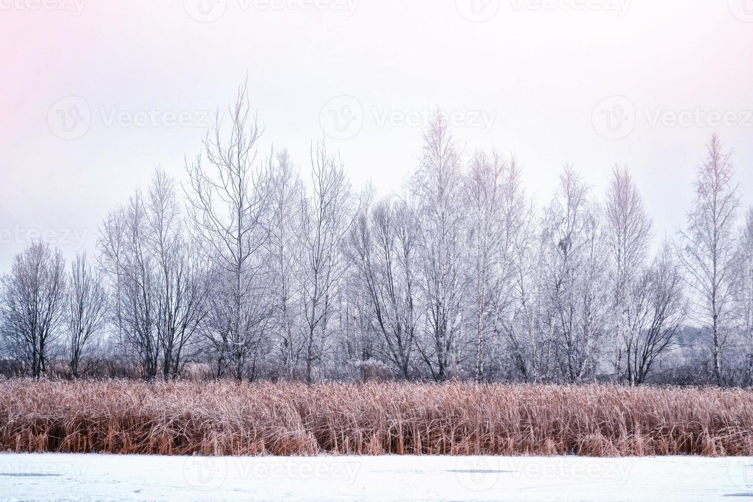 floresta na geada. paisagem de inverno. árvores cobertas de neve. foto