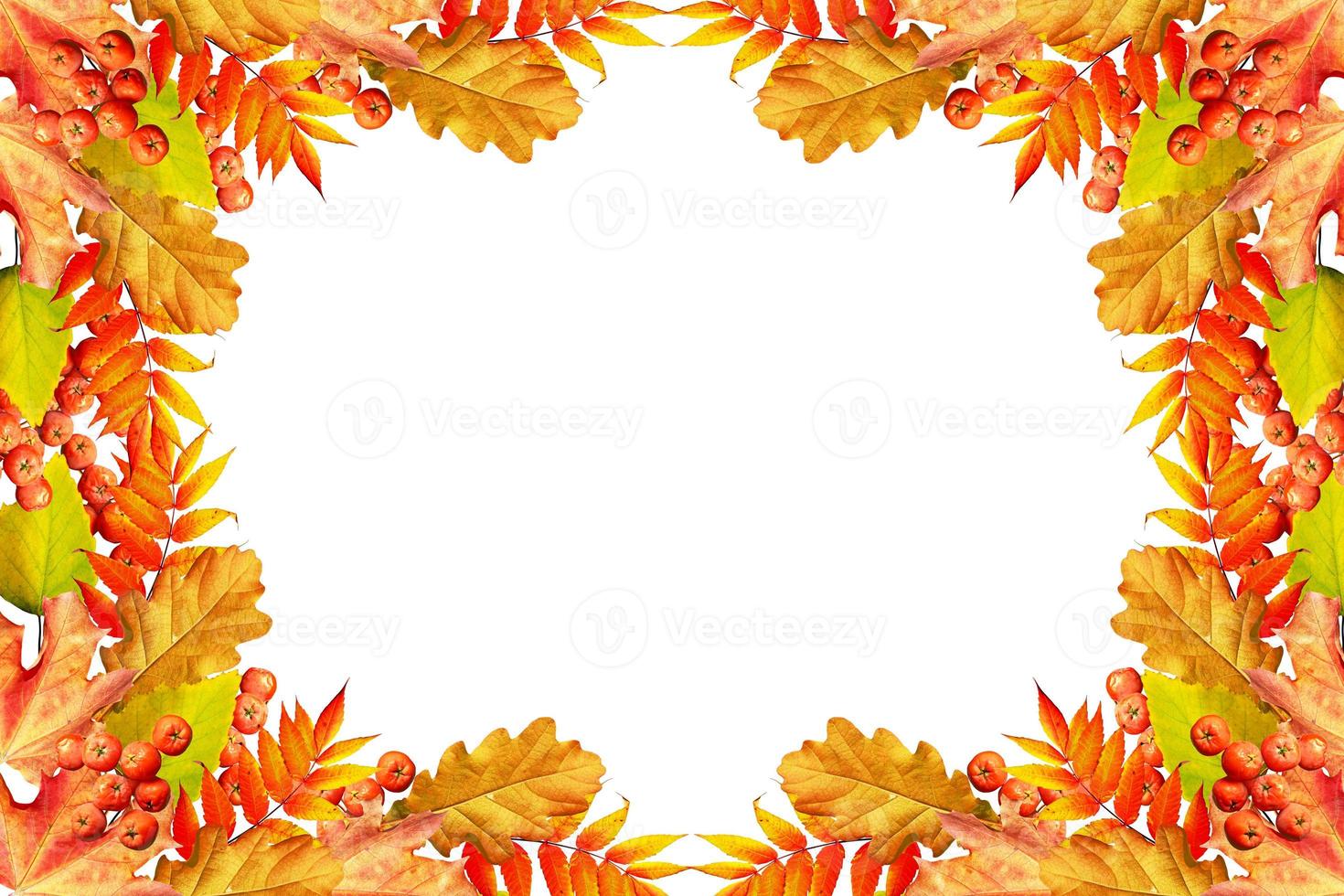 folhagem de outono colorida isolada no fundo branco. verão indiano. foto