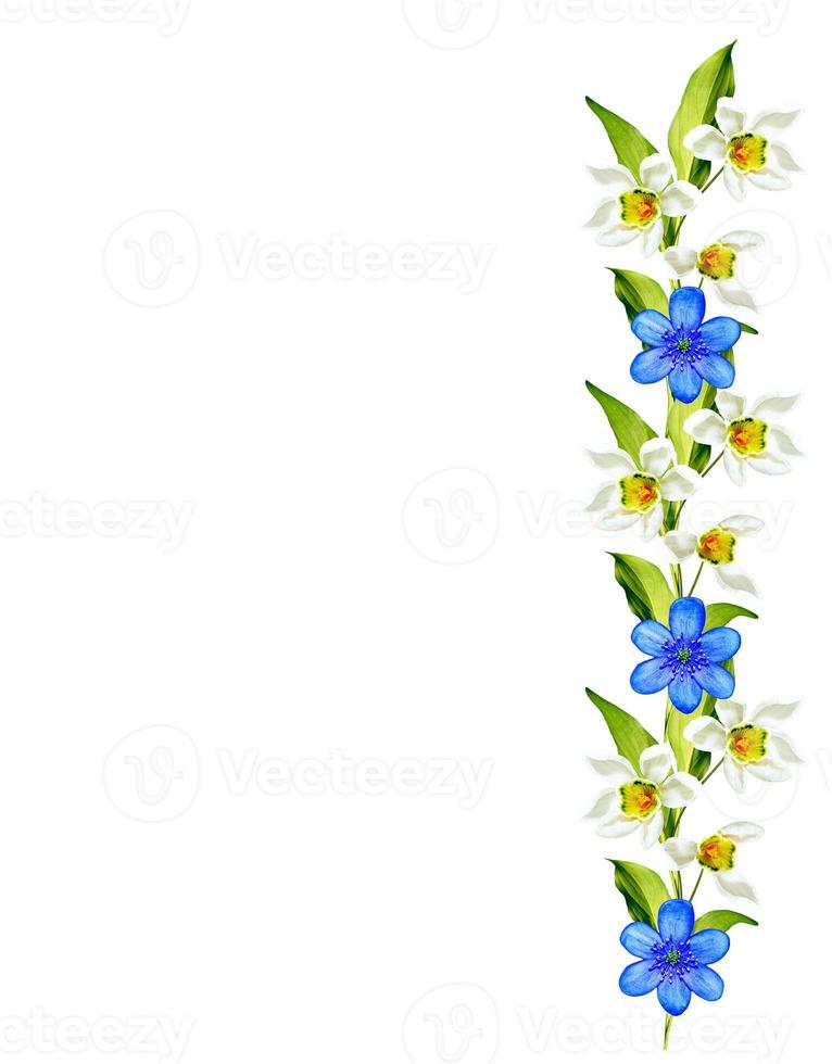 gotas de neve de flores de primavera isoladas no fundo branco foto