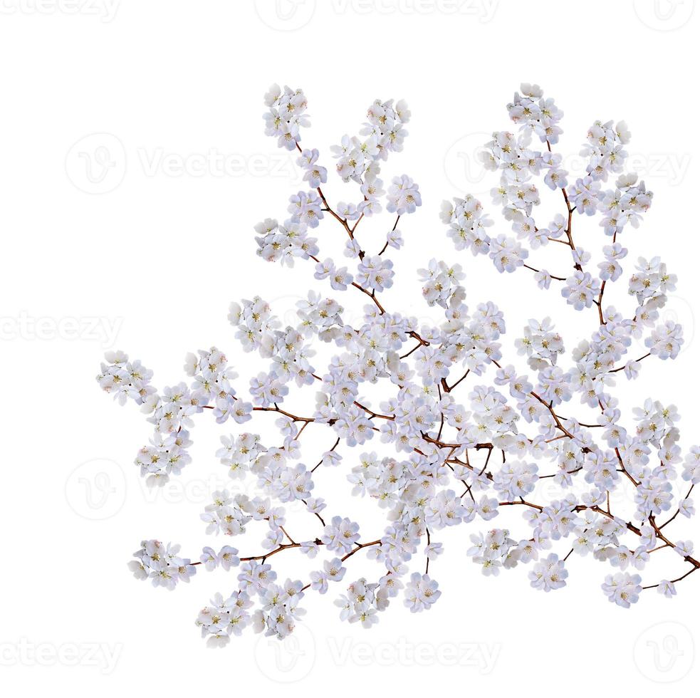 ramo de flores de maçã branca isolado no fundo branco foto