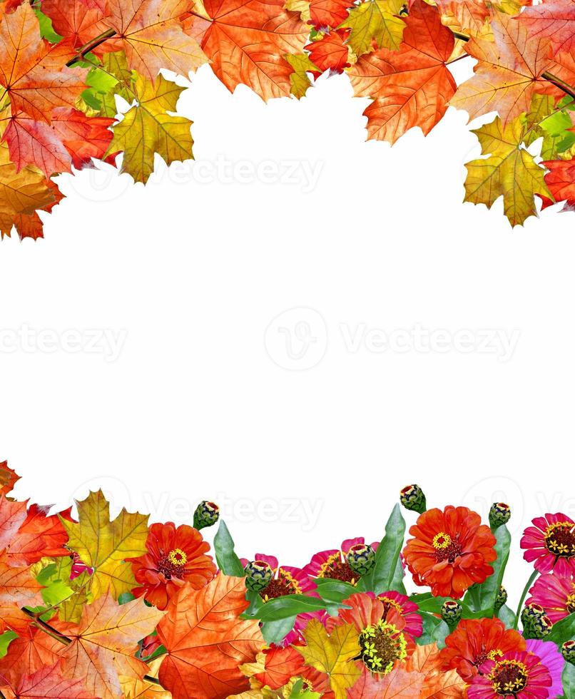 flores de zínia e folhagem de outono foto