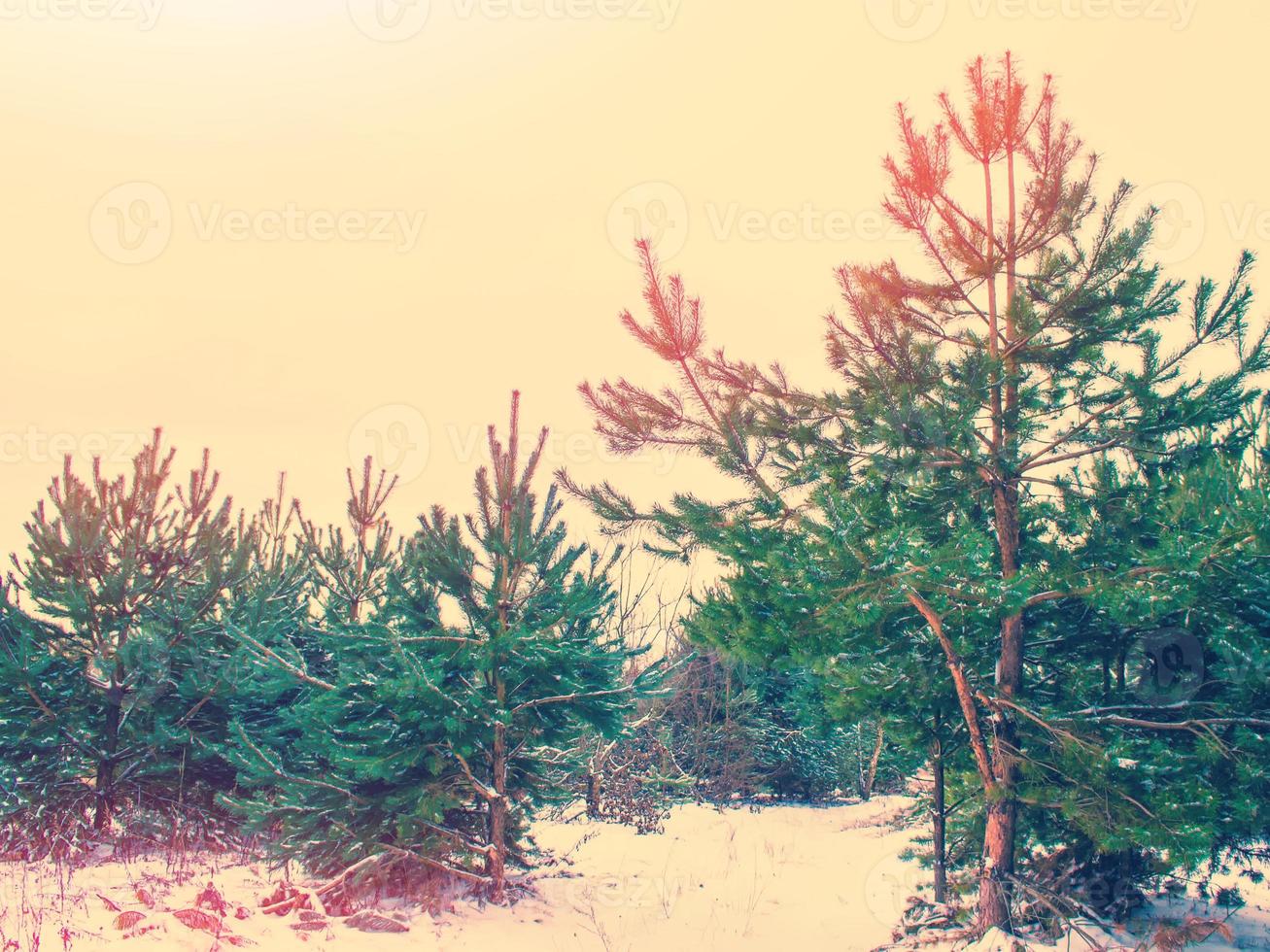 floresta de inverno congelado com árvores cobertas de neve. foto