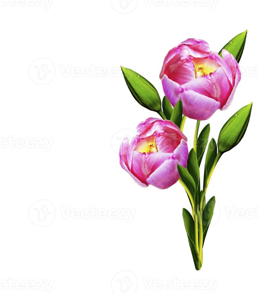 flores de tulipas isoladas no fundo branco foto