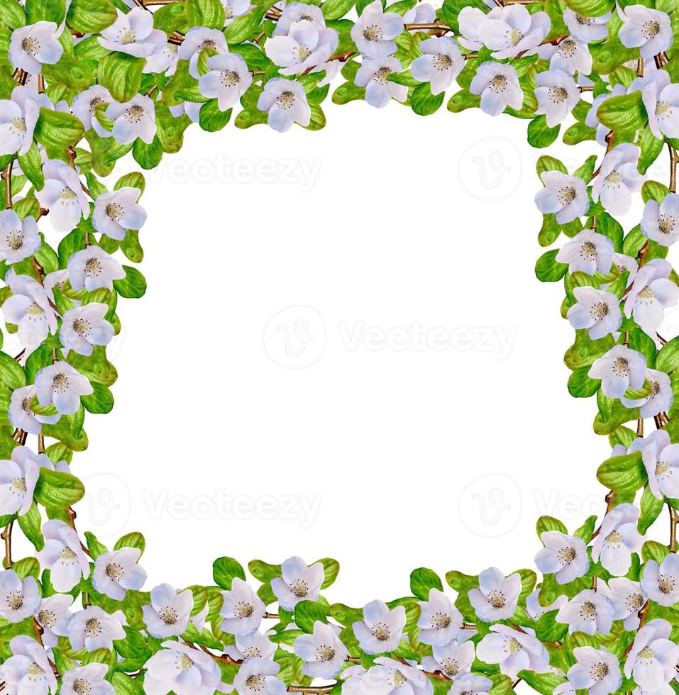 ramo de flores de maçã branca foto