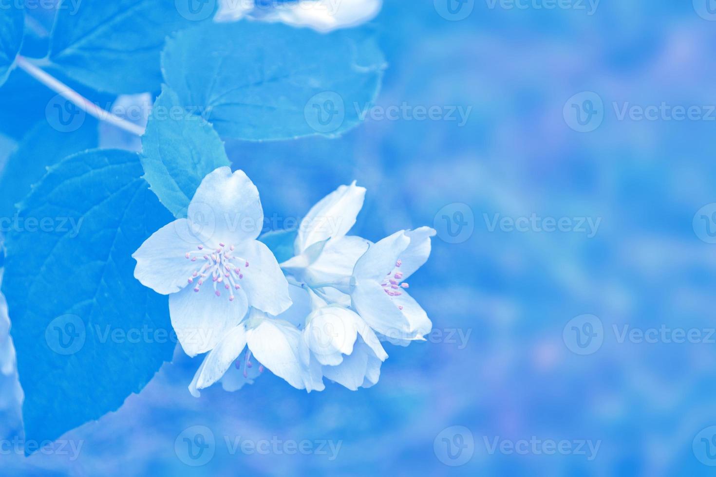 jasmim branco o ramo delicadas flores da primavera foto