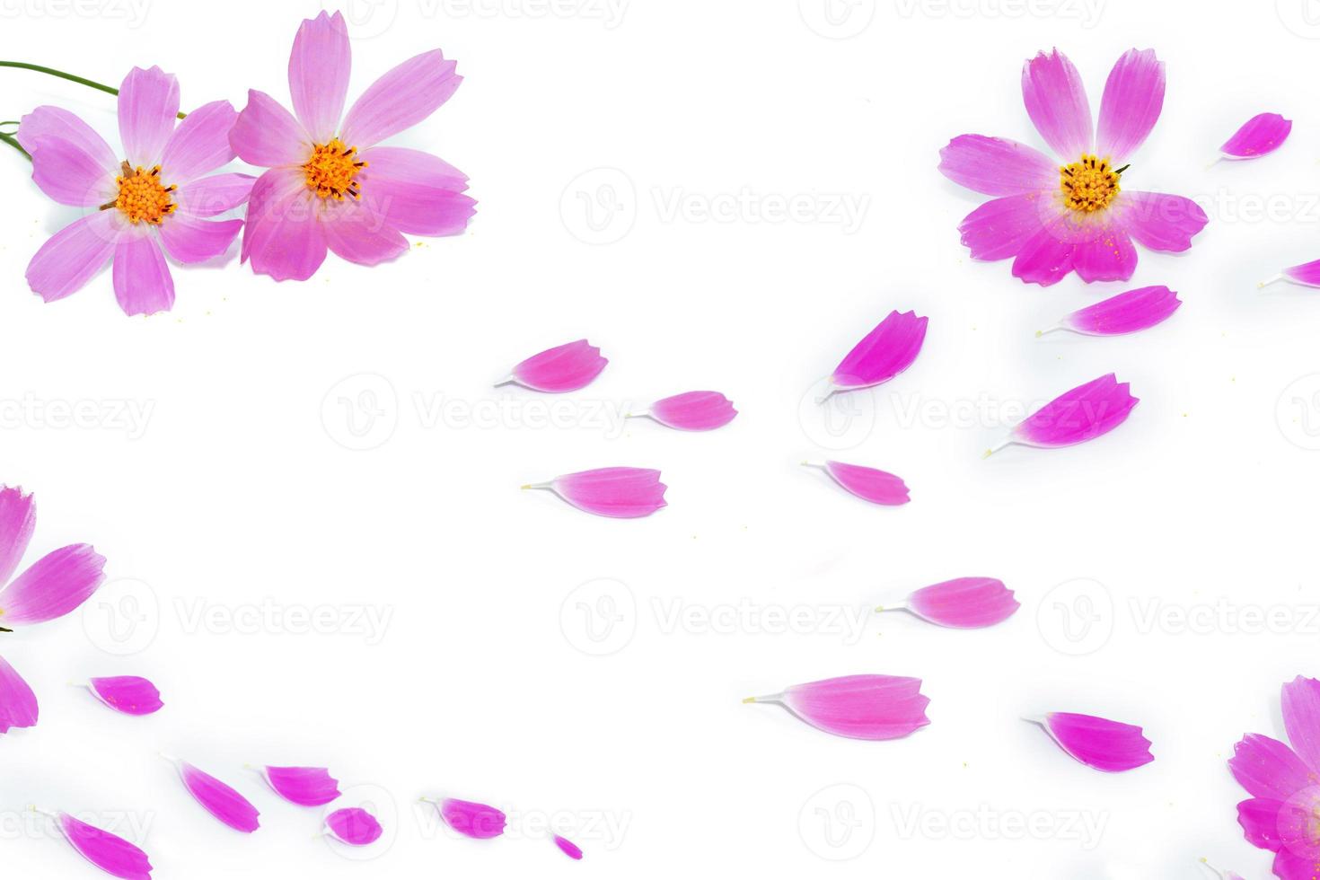 flores coloridas brilhantes do cosmos. pétalas. foto