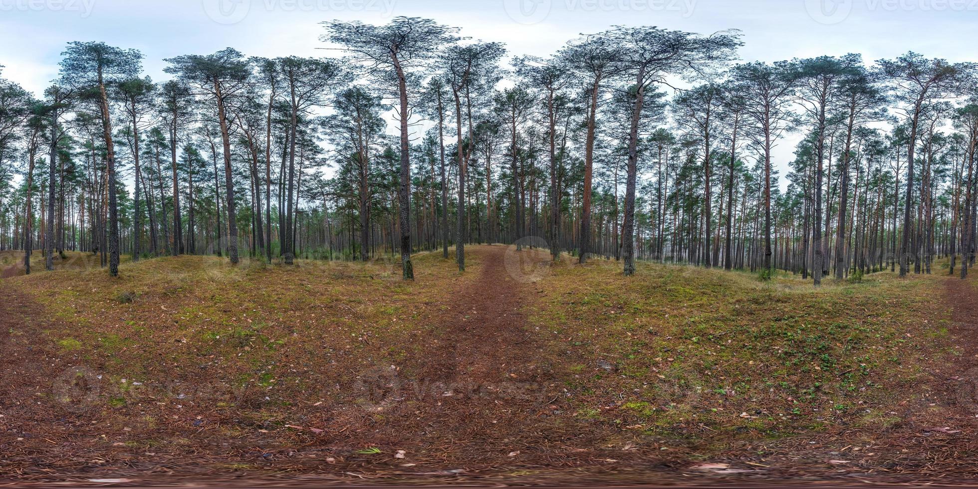 panorama hdri esférico completo vista de ângulo de 360 graus na trilha de pedestres e ciclovia na floresta de pinheiros em tempo nublado em projeção equirretangular. conteúdo vr foto