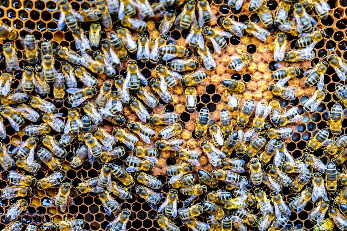 enxame de abelhas em quadros de favo de mel no apiário foto