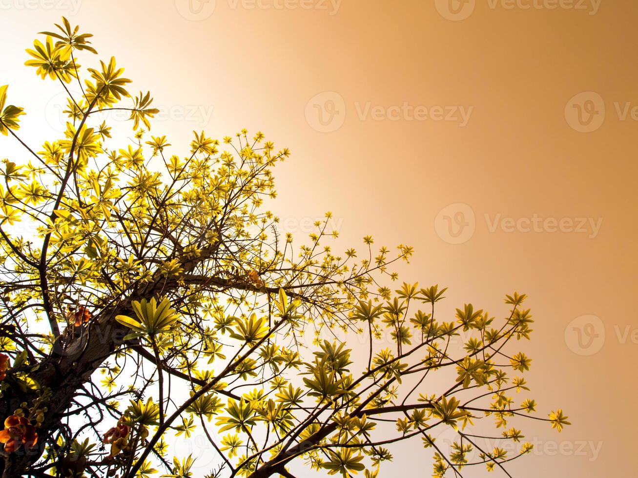 folhas de frescura no fundo do céu e luz solar foto