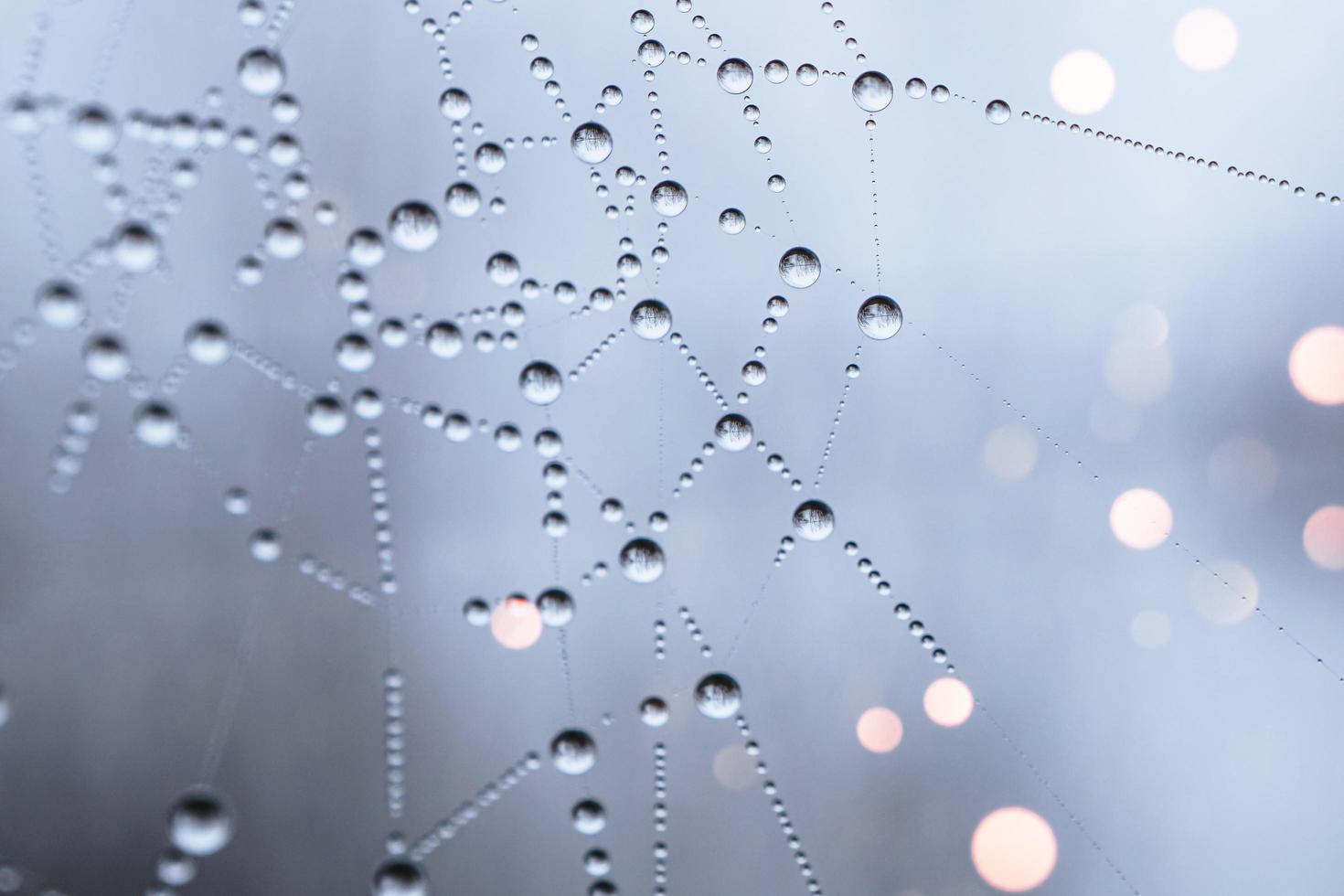 gotas no fundo da teia de aranha foto