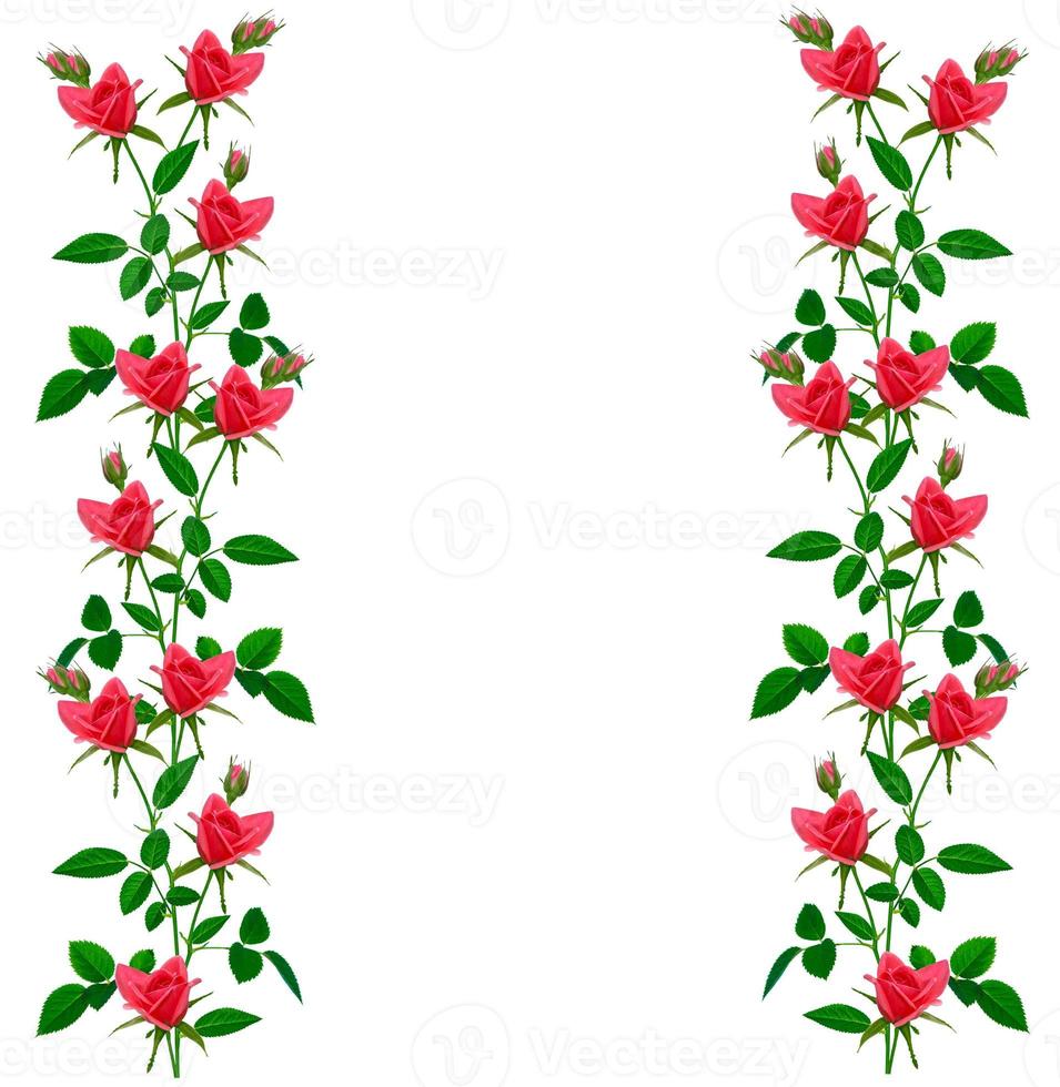 rosas em botão de flor em um fundo branco foto