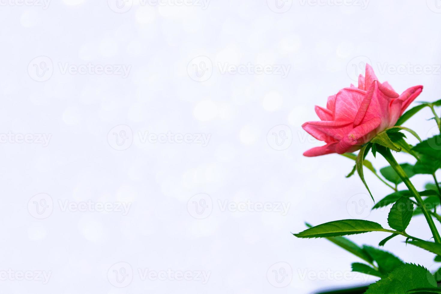 rosas em botão de flor em um fundo branco foto