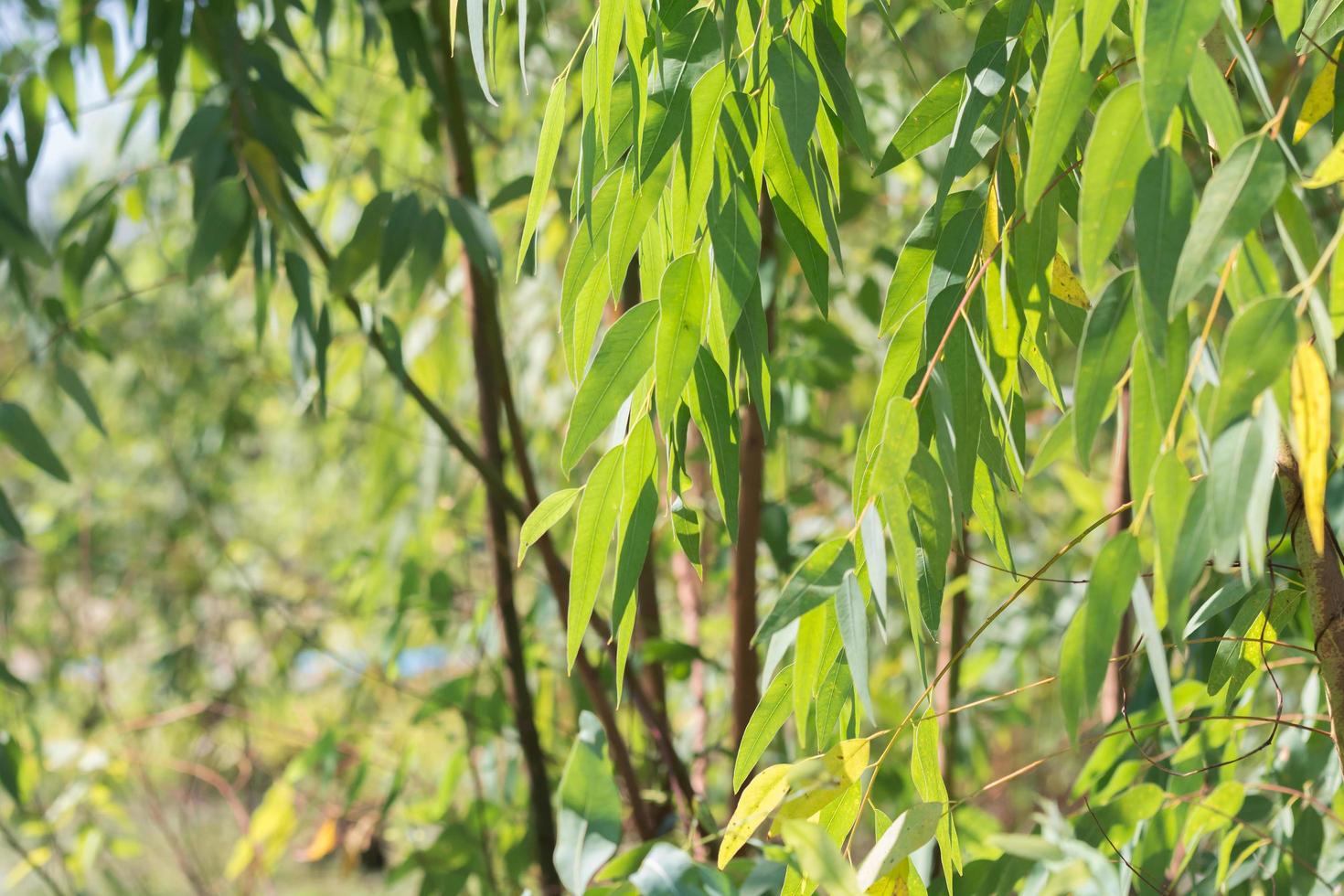 folhas de eucalipto. fundo de natureza de árvore de eucalipto ramo foto