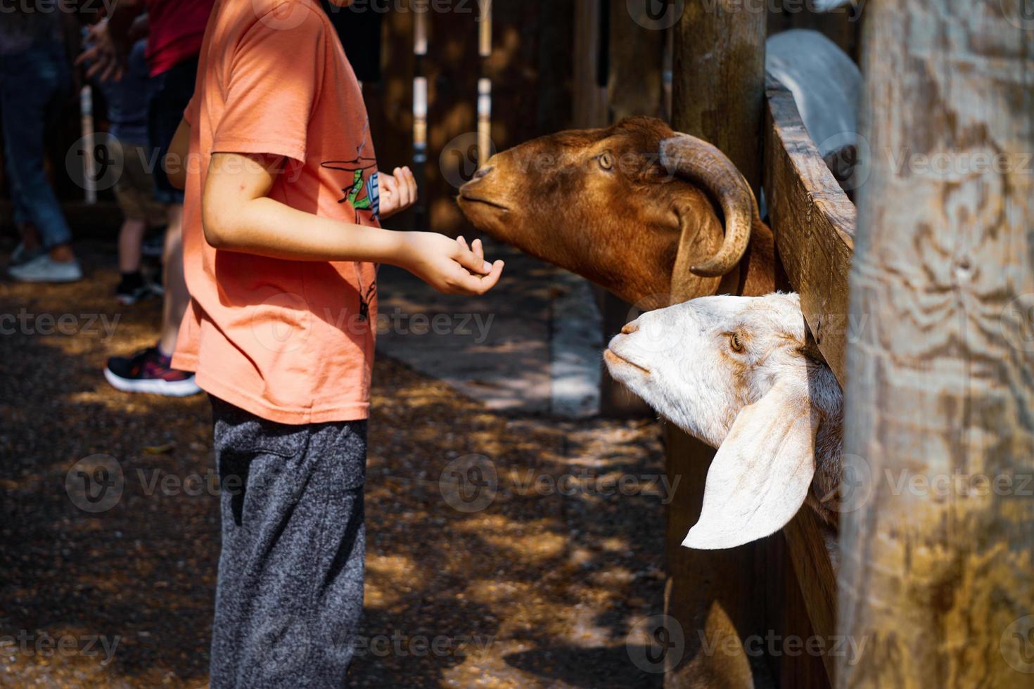 criança alimenta cabras em um zoológico foto