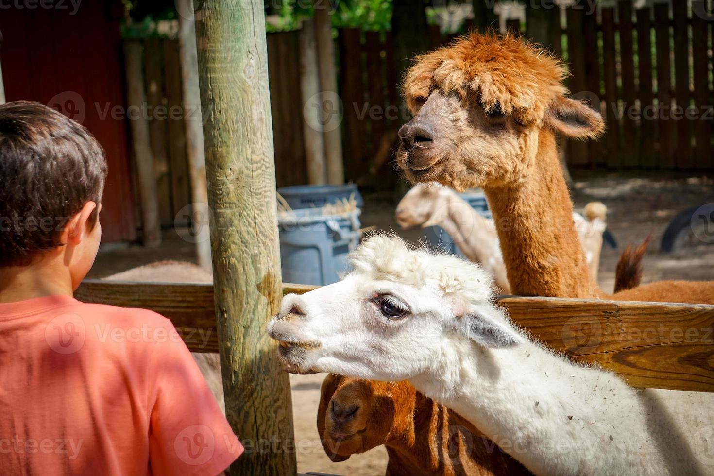 criança interage com lhama e alpaca no zoológico foto