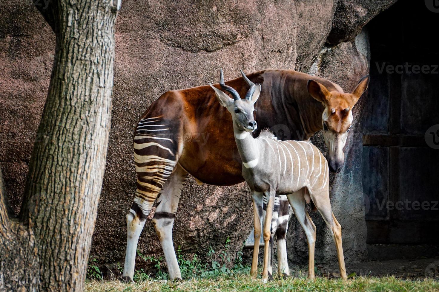 ocapi com amigo antílope kudu foto