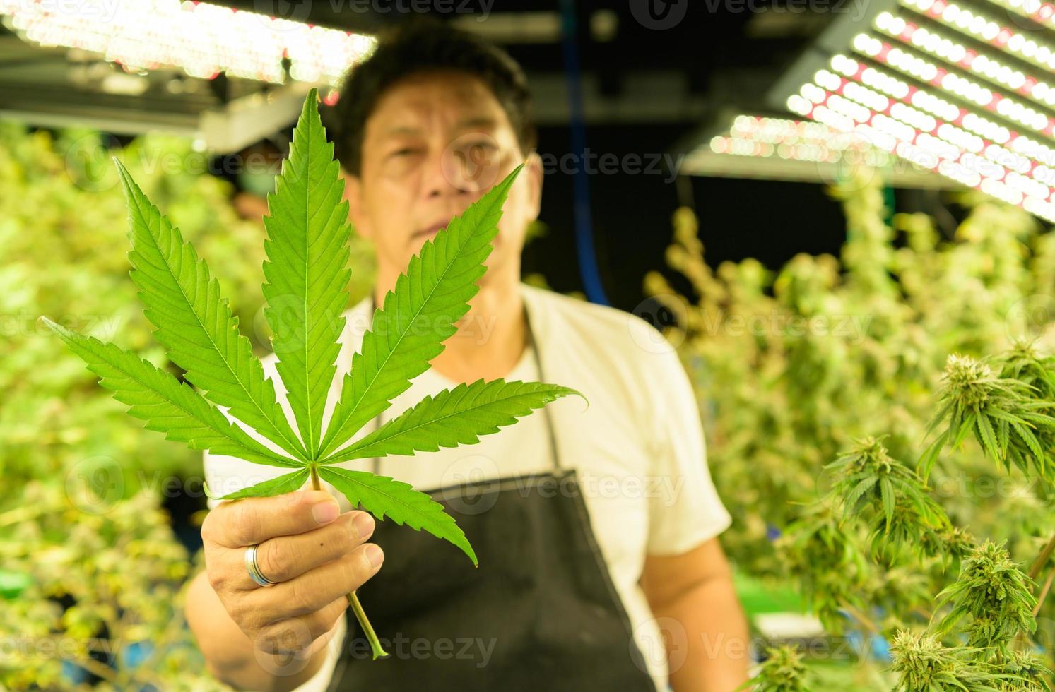 trabalhador agrícola com belas plantas de cannabis crescendo na fábrica. verificar a integridade dos caules e folhas no viveiro para obter cannabis de qualidade foto