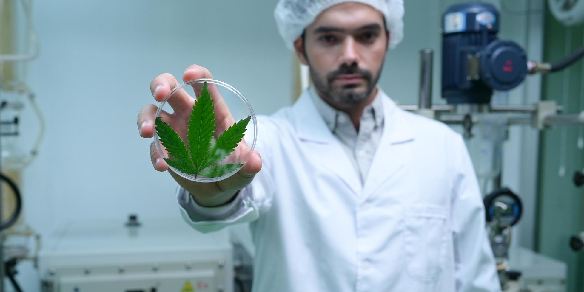 cientistas estão na câmara extraindo óleo e sementes de cannabis. mostrando folhas de chá usadas em pesquisa e desenvolvimento. foto