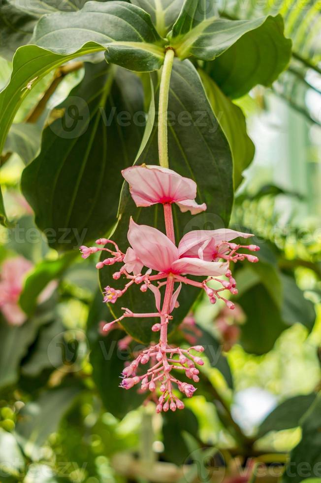 flores rosa medinilla magnifica foto