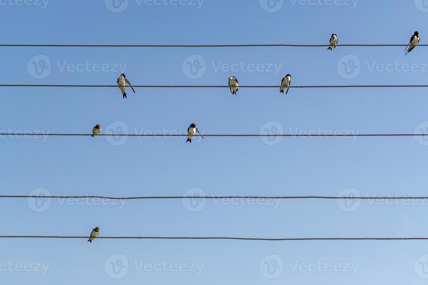 bando de andorinhas em fios elétricos contra o fundo do céu azul foto