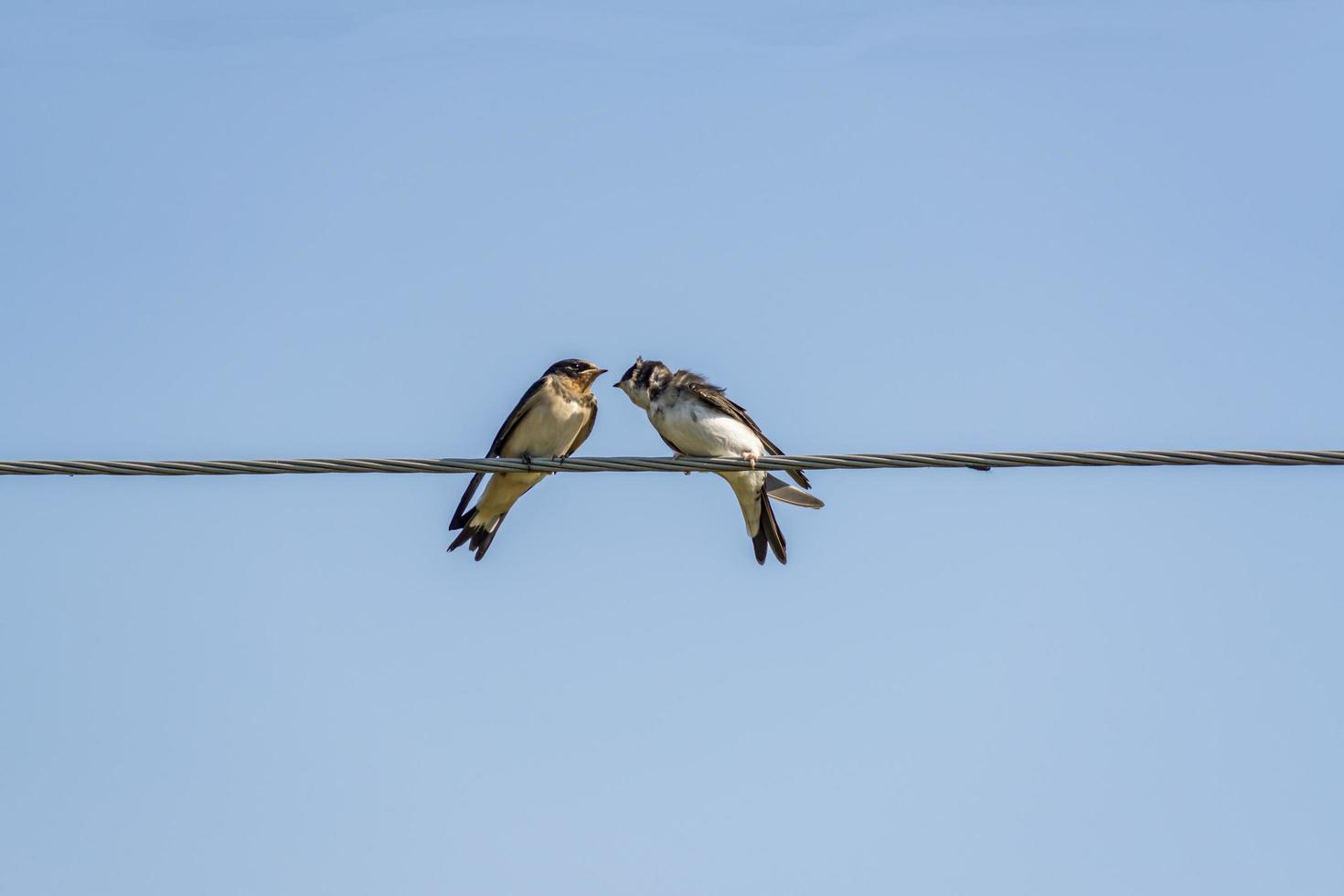 duas andorinhas se comunicando no fio elétrico foto