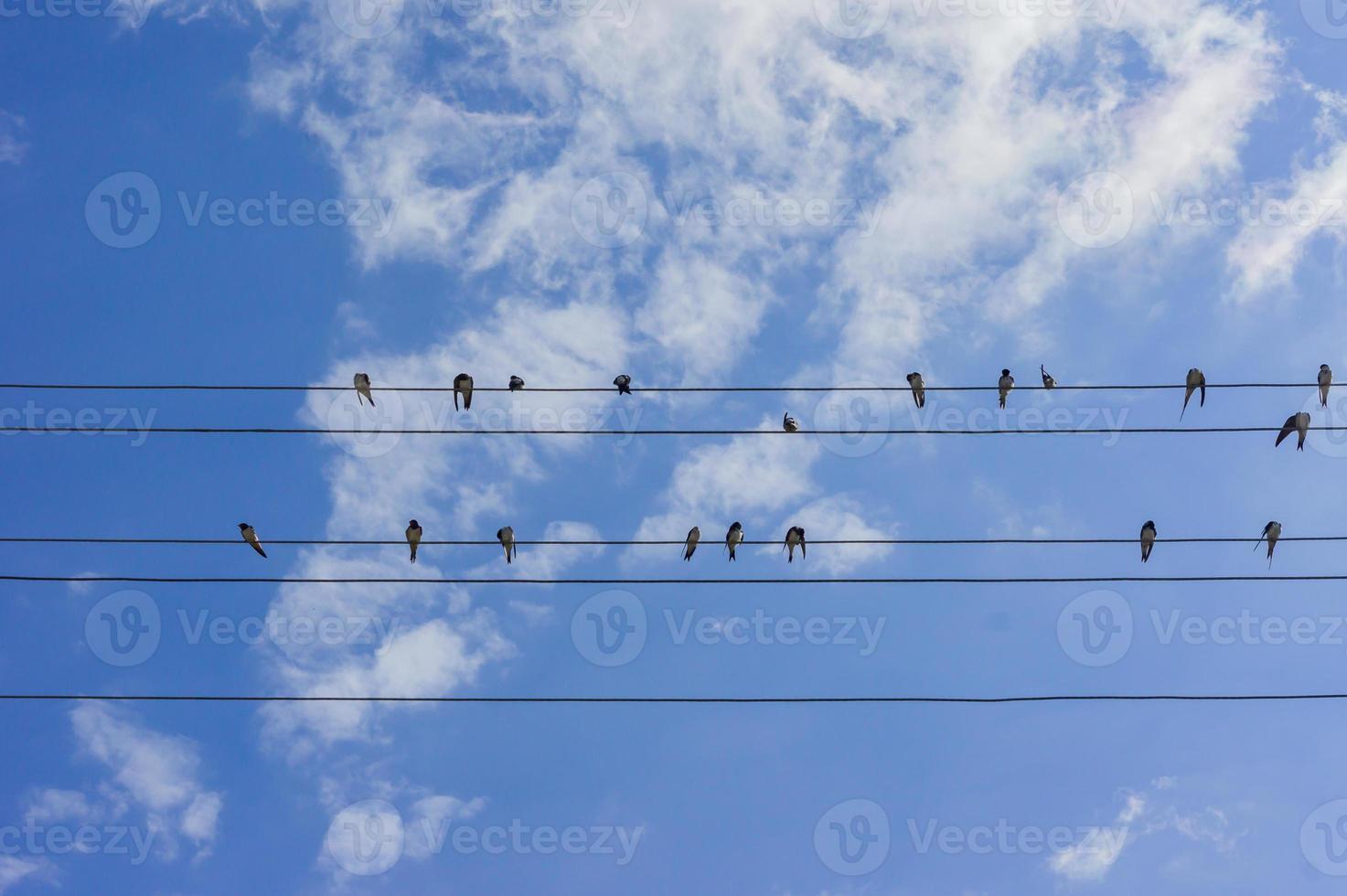 bando de andorinhas sentado em fogueiras elétricas no fundo do céu azul foto