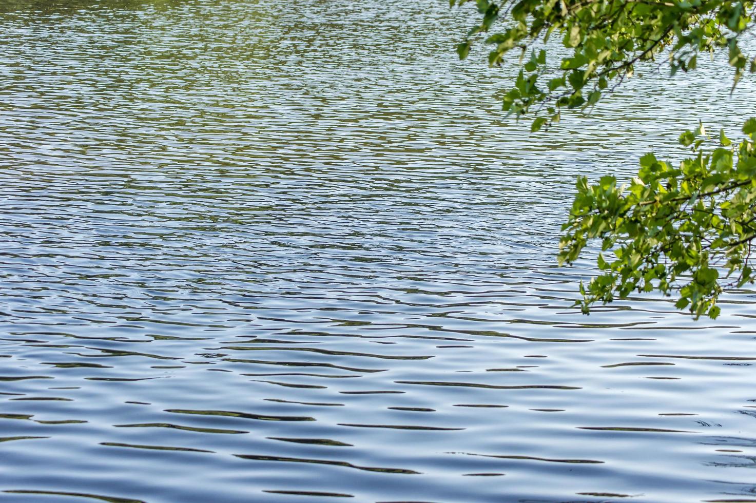 galho de árvore sobre a água em um dia de verão foto