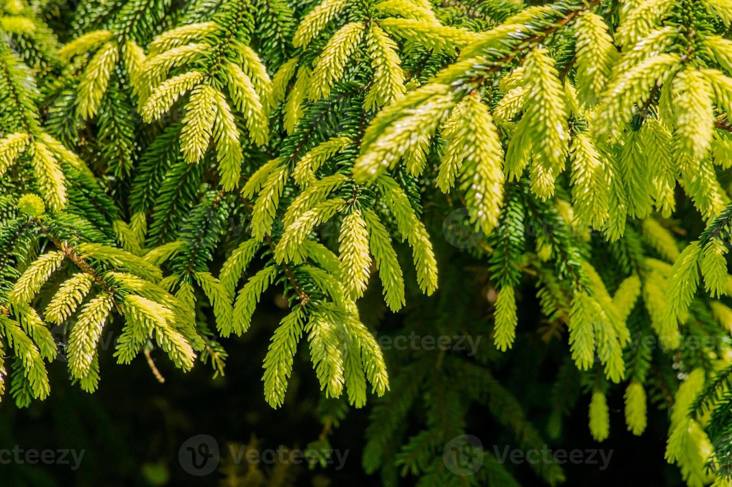 closeup de galho de árvore de abeto. foto