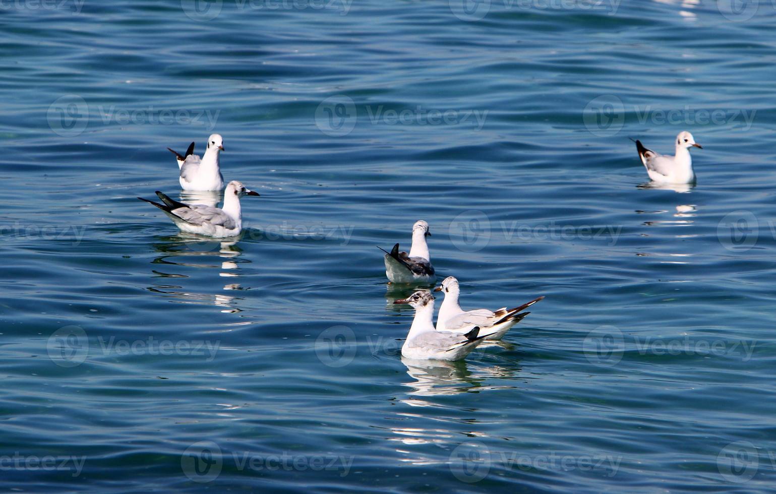 gaivotas no céu sobre o mar. foto