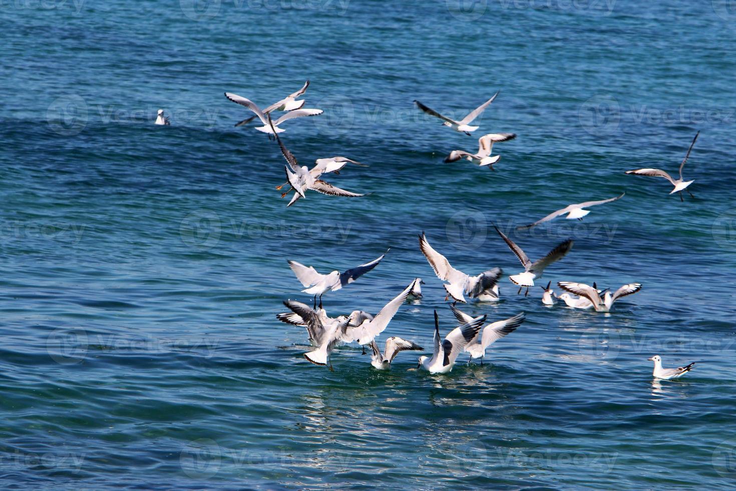 gaivotas no céu sobre o mar. foto