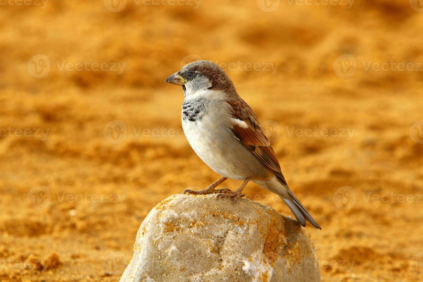 pardal recolhe migalhas na praia da cidade. foto