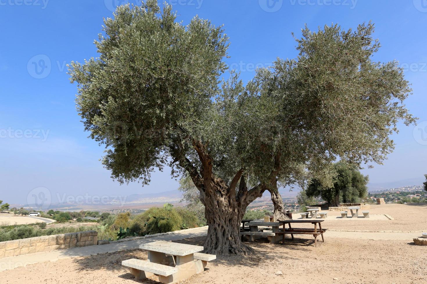 banco em um parque da cidade na costa mediterrânea foto