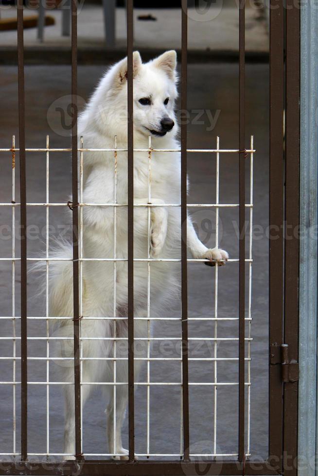 o cão senta-se atrás de uma cerca alta. foto