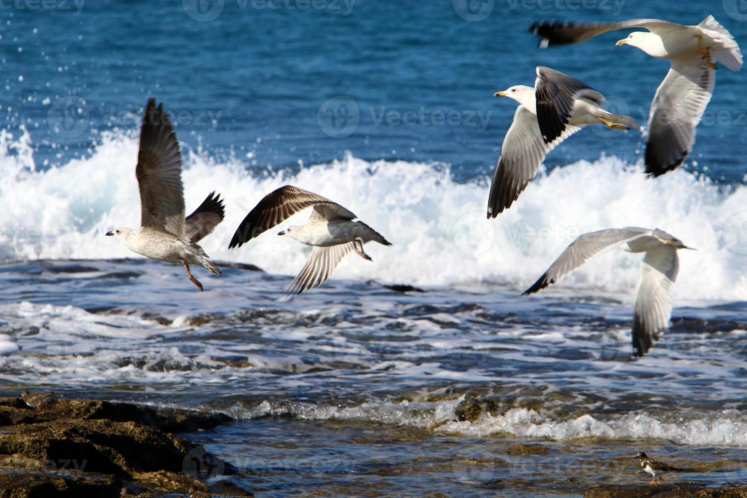 gaivotas na costa mediterrânea em israel foto