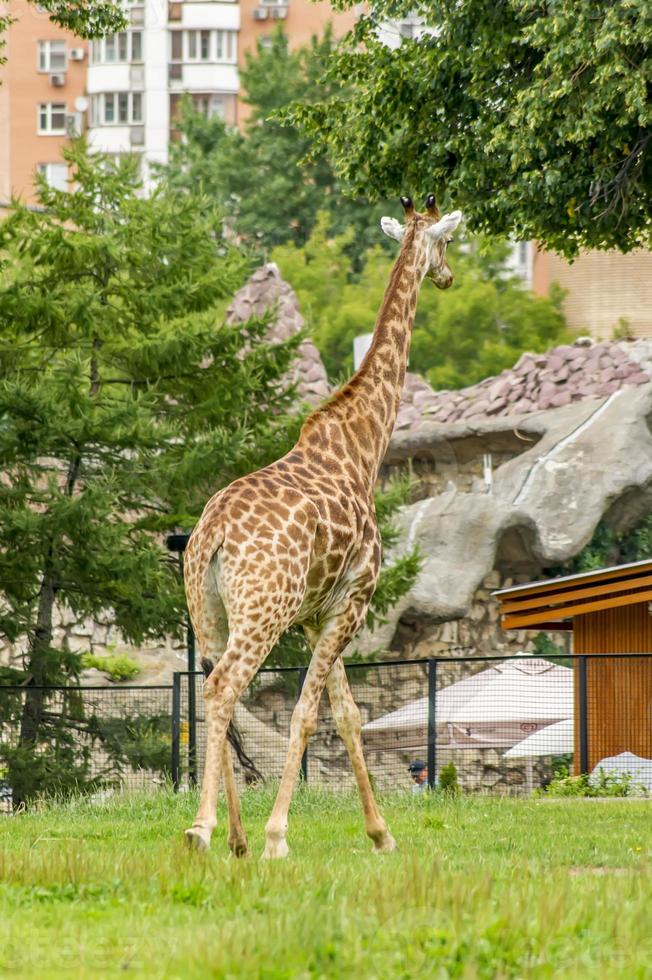 girafa andando no zoológico foto