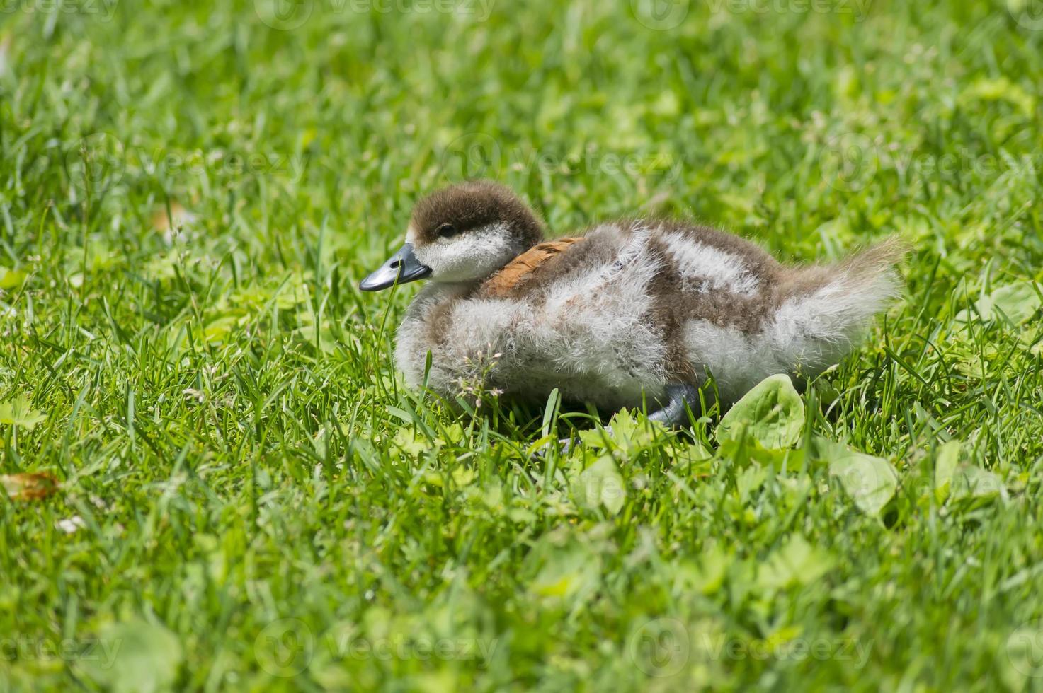 pequeno patinho na grama verde foto