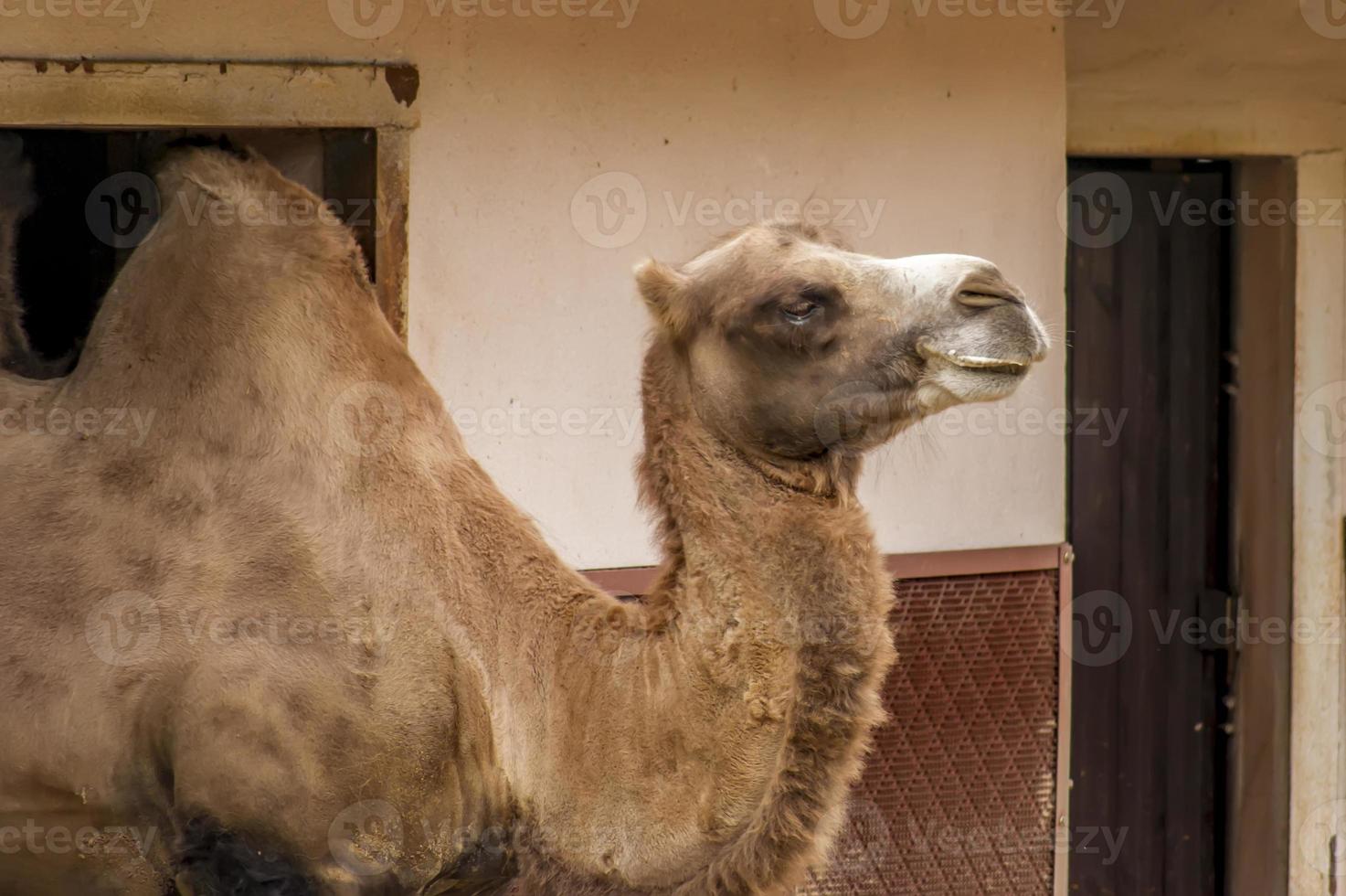 camelo no zoológico da cidade foto