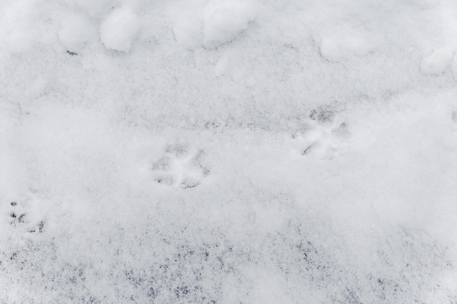 rastros de cachorro na neve branca foto