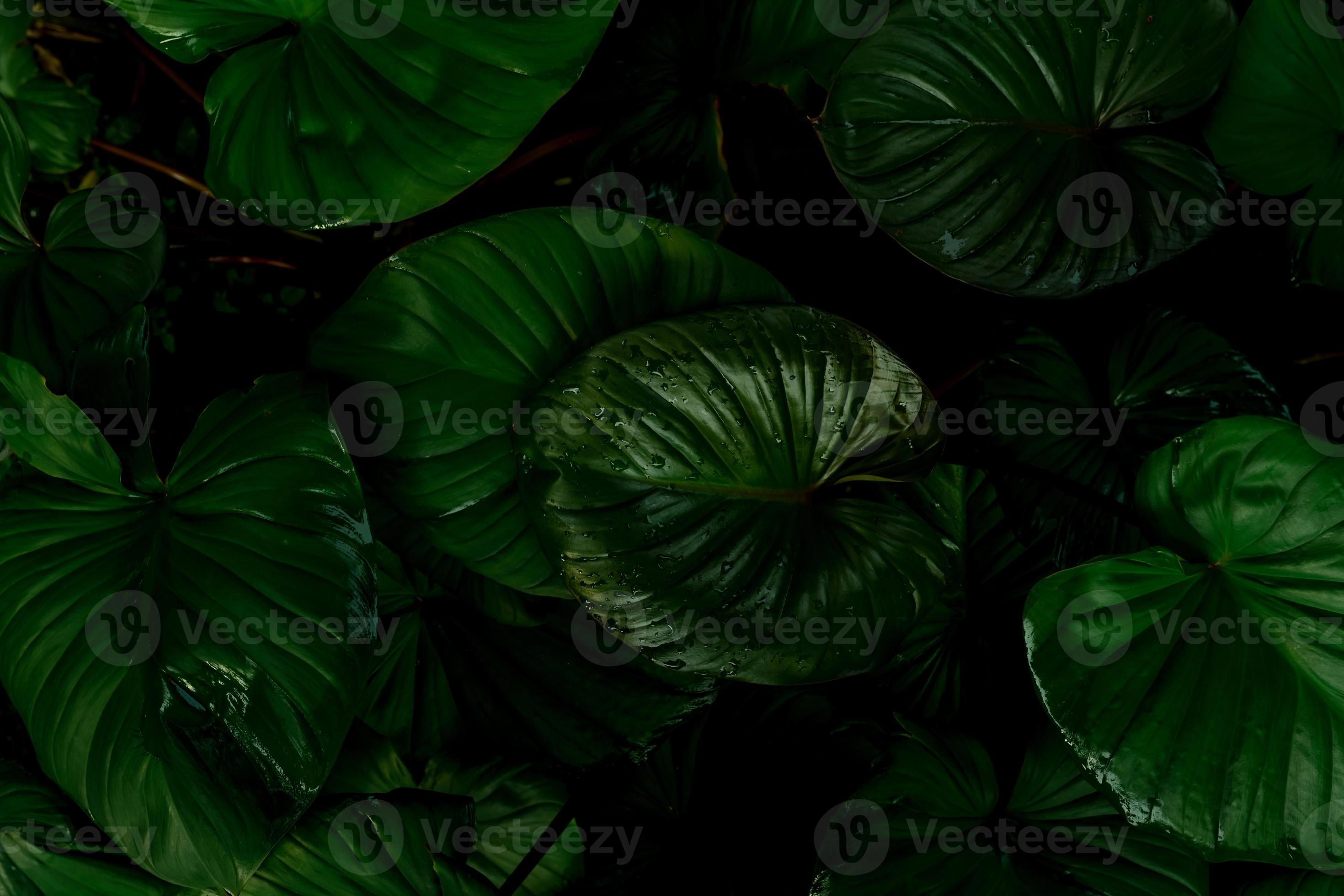 textura de folha verde sobre fundo escuro. detalhe de close-up de planta de  casa interna.
