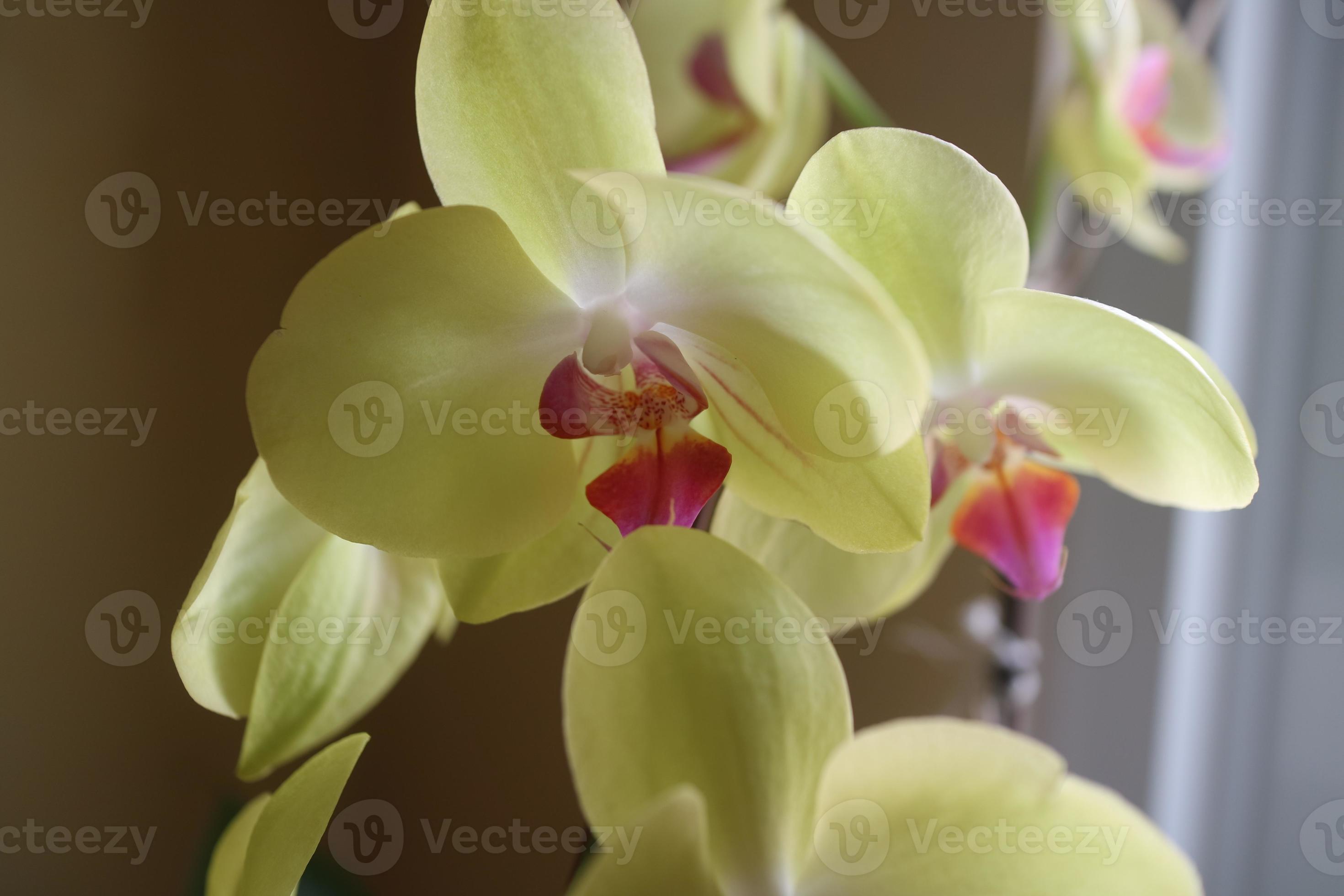 lindas flores de orquídea em amarelo e levemente roxo na luz em frente à  janela da casa 10334303 Foto de stock no Vecteezy