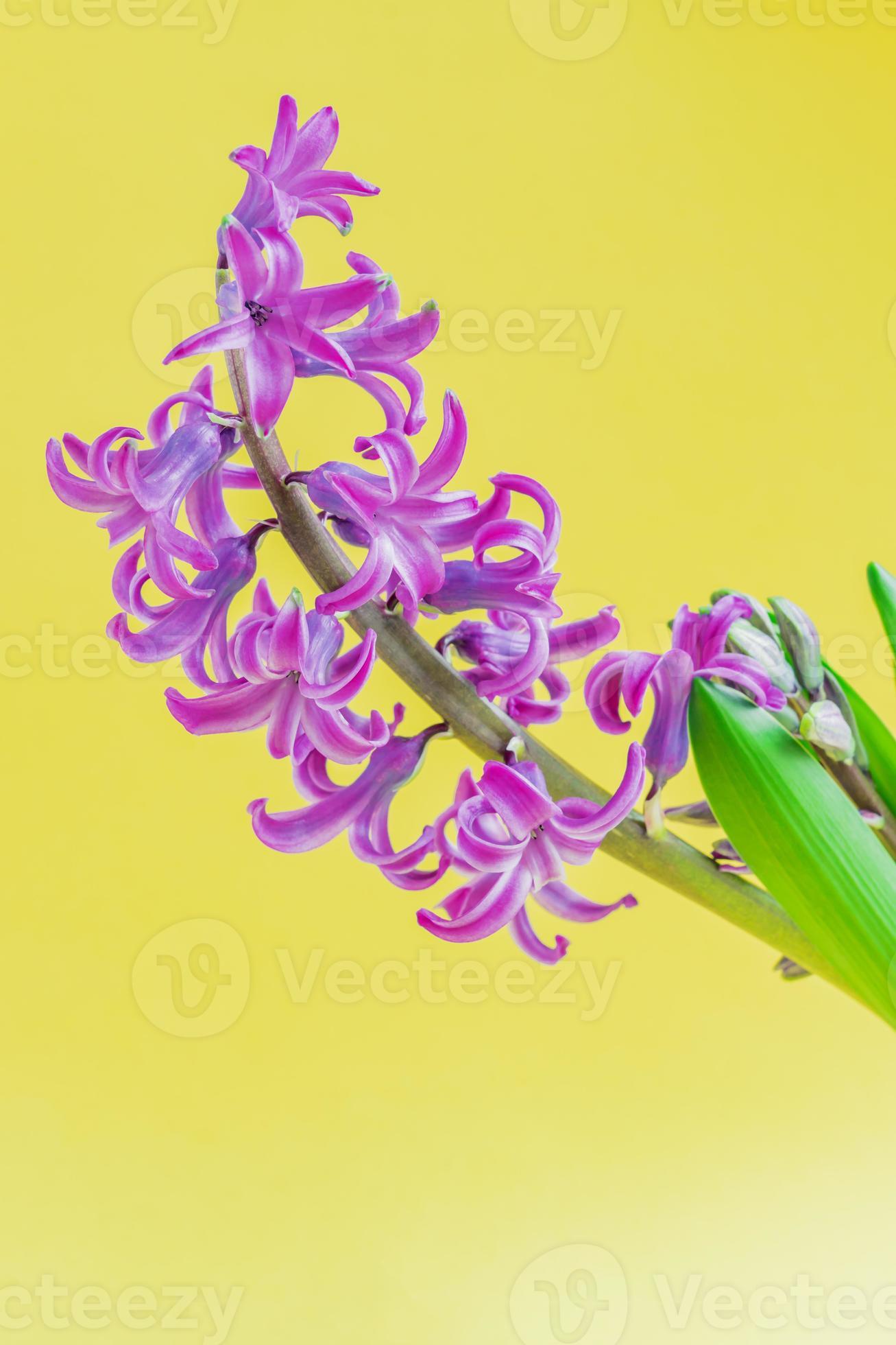 close-up de flor de jacinto azul desabrochando sobre fundo amarelo.  10600042 Foto de stock no Vecteezy