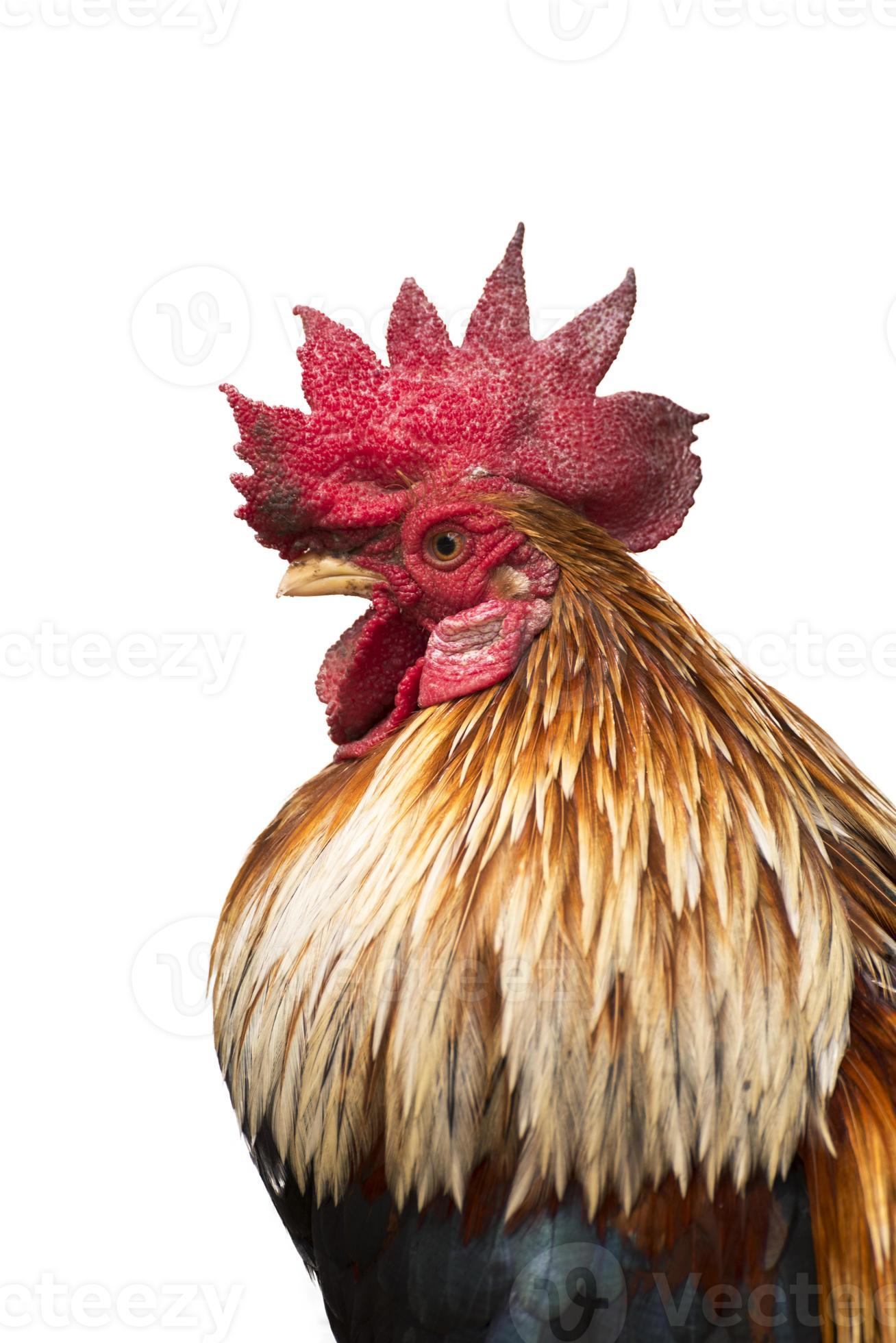 Retrato De Frango Branco Grande Frango Brava Galinha Linda Galinha Brava  Galinha Brava Com Grande Galinha Vermelha Coberto Prado Foto de Stock -  Imagem de torneira, livre: 201427036